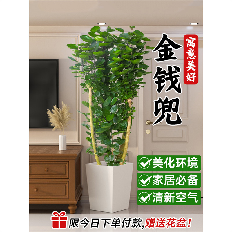 Money Bag Potted Plant Living Room Round Leaf Money Tree Bonsai Money Tree Fulu Tong Indoor Office Large Green Plant