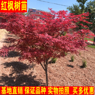 日本红枫树苗枫树红舞姬盆栽美国三季红盆景风景树庭院植物-阿里巴巴