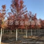 美国火焰丛生风景行道树
