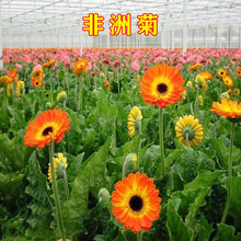 羳؛ջNļNͺܷNͥԺ쾰̨