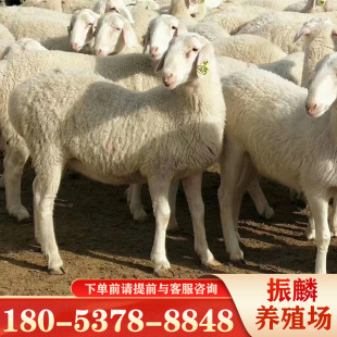 纯种小尾寒羊羊羔 小尾寒羊一只 杜寒杂交养殖场-阿里巴巴