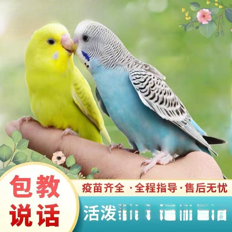 生きたオウム、生きた鳥、セキセイインコ、話す鳥、ペットの鳥、雲の斑点、小さな飼い慣らされたオカメインコ、生きた鳥|undefined