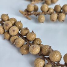 �F؛|�����С�t����Ȼɫ�M��ֲ��ɹ�diy�ֹ��b[���������