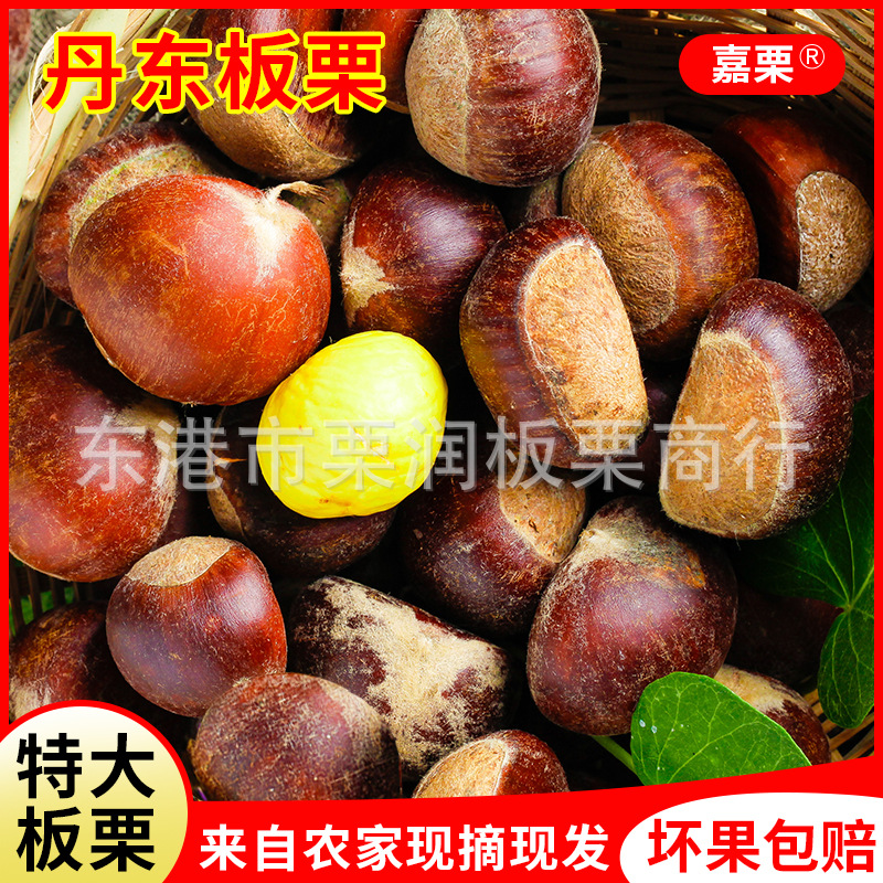 辽宁丹东大板栗 保鲜板栗 坚果板栗 带壳板栗去皮栗子新鲜生板栗