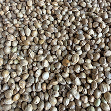 ������ ������ ������ ���w���������� ��Ƥ���� �W�^�B�Z ���Z