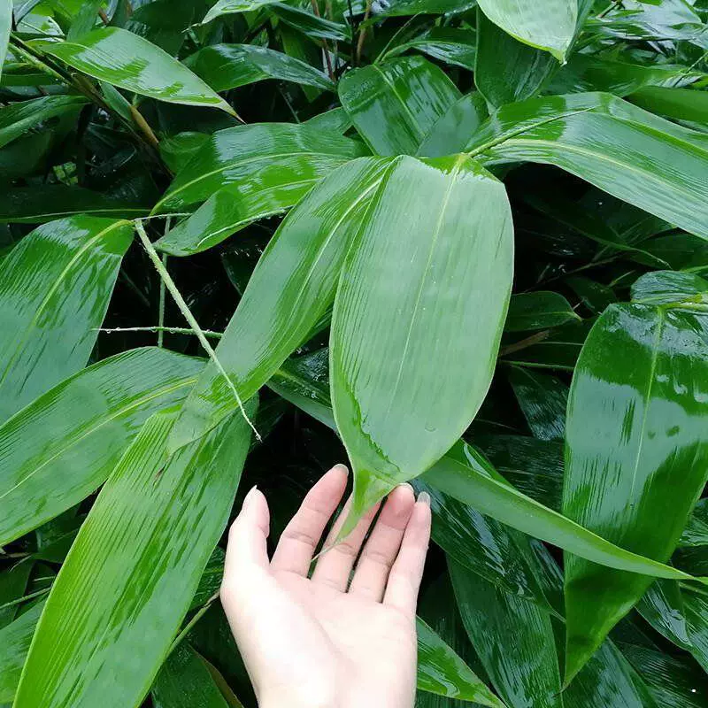 Большой лист вареники большой свежий лист вареники вакуумная упаковка для домашнего использования