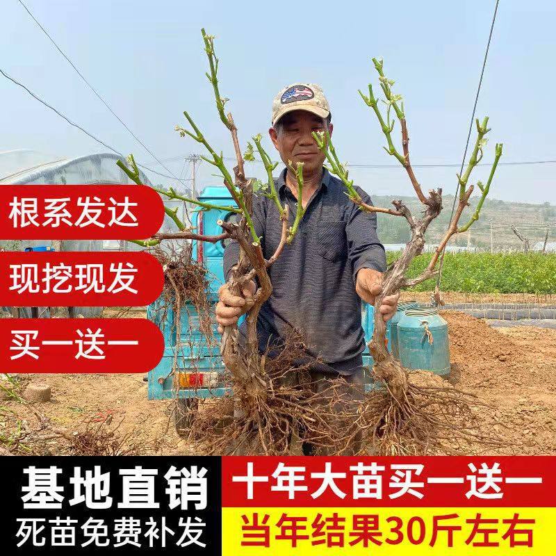 葡萄树特大巨峰葡萄爬藤阳光玫瑰葡萄树北南方种植果树果苗