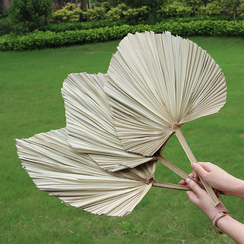 Pallet Fan Immortal Flower Dried Flower Guanyin Fan Large Pallet Fan…