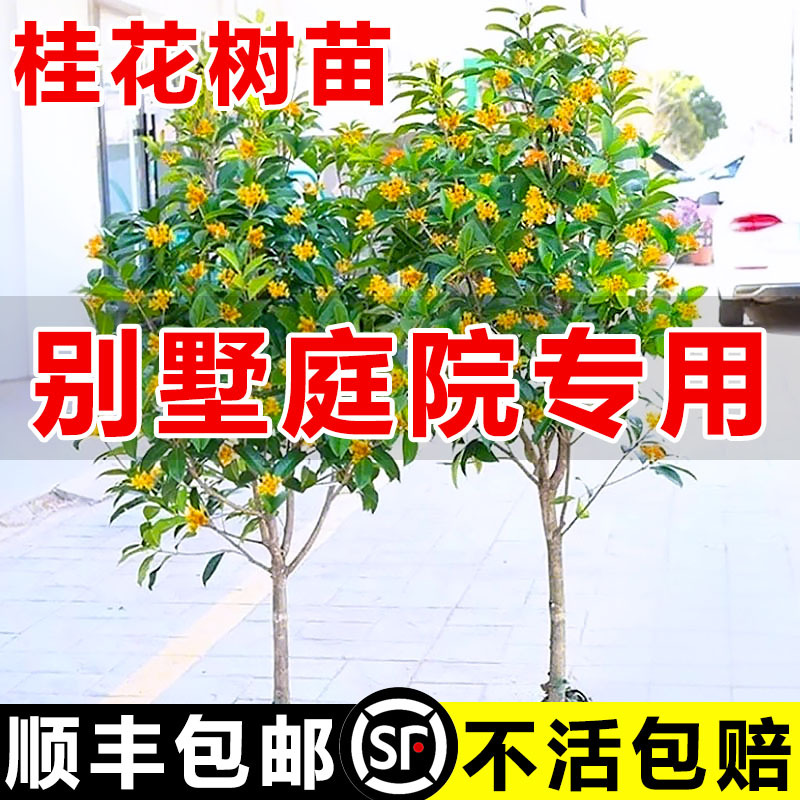 原生桂花树苗大树北方耐寒植物庭院地栽浓香型金桂丹桂四季桂盆栽