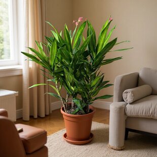 ���İٺ������ֲ��W�t�Gֲˮ��������҃�����͏dԢ�����ú�