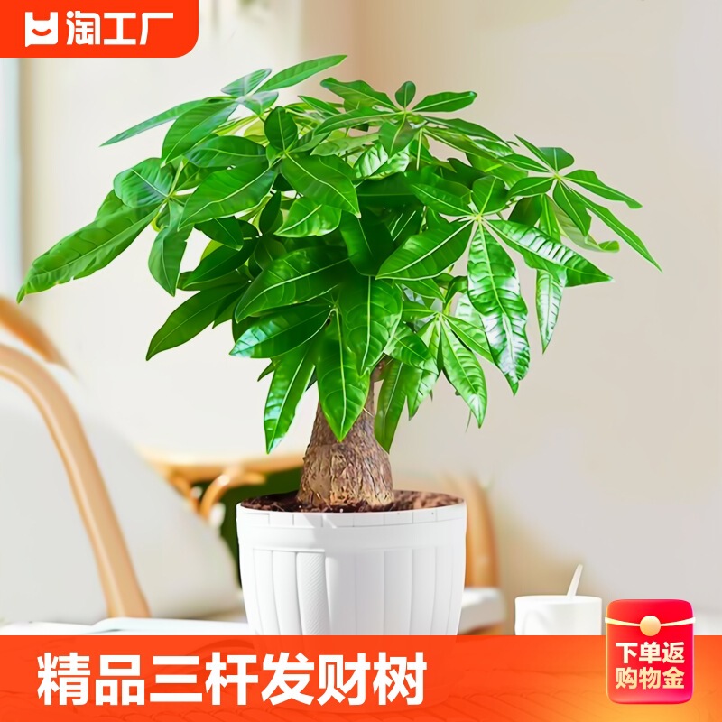 fortune tree small potted flowers money tree office indoor green dill rich bamboo hydroponic green plant living room formaldehyde