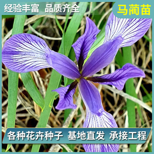 �R�A�R�m����ͥԺֲ��G���@�ֹ������쾰�������l�^�pֲ���R�A��