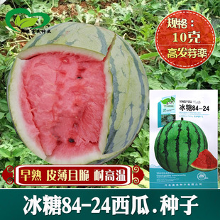 ����84-24���ϷN�� �r��˵��r���Nֲ������Ƿۼtȿ����������