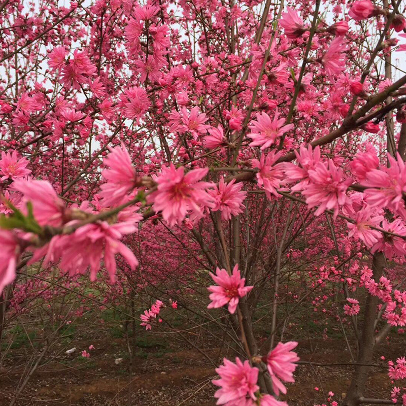 新品种观赏菊花桃树苗规格多样公园街道工程绿化 观赏性高绿化苗