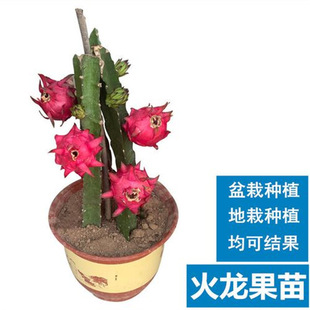 �������������C�Ϸ��̨���ԷNֲ�ļ��t����ĵ��d���箔��Y��