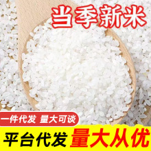 圆粒大米优质东北米10斤珍珠米20斤50斤批发团购家庭装