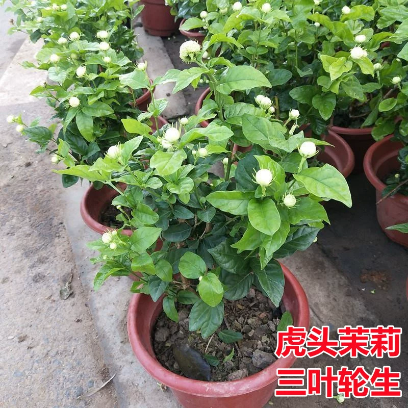 Голова тигра Жасмин Горшечное растение с бутоном три круглых листа четыре сезона Цветения Большой старый ворс Жасмин зеленое растение комнатное растение