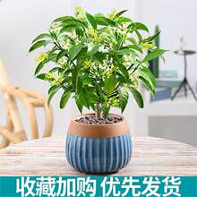 夜来香花树苗盆栽带花苞植物室内外阳台花卉绿植四季开花浓香驱蚊