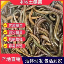 黄鳝苗黄鳝鱼黄鳝批发黄鳝鲜活养殖鳝鱼苗稻田养殖长鱼黄鳝苗批发