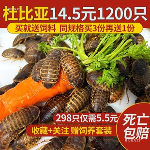Dubia Cockroach Insect Pet Live Bait Feed New Adult Breeding Group Half a Pound China