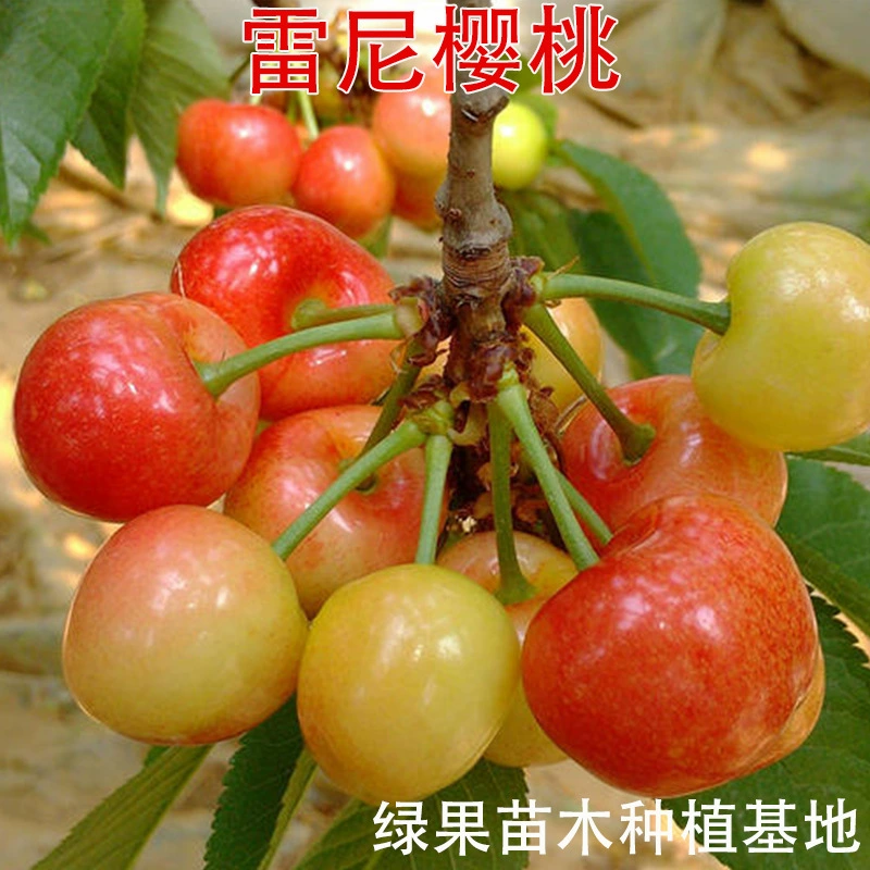 Дождливые саженцы вишни, привитые саженцы вишни, большие саженцы вишни, саженцы вишни Meizao, саженцы фруктовых деревьев, посаженные на севере и юге.