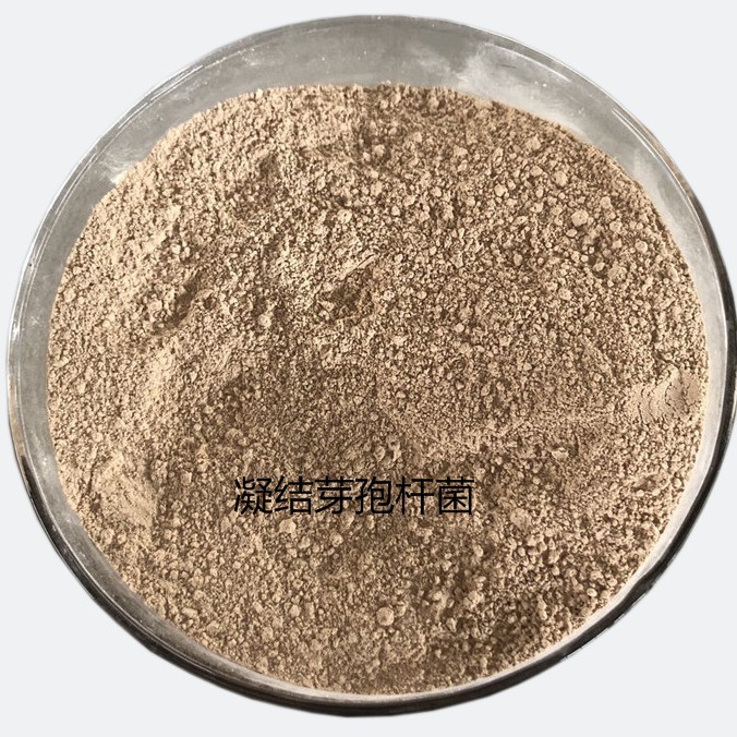 凝结芽孢杆菌拌料添加