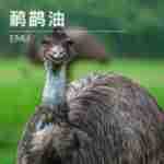 ���ҹ�Ӧ����� Emu Oil ������  ������ԭ�ϳ������� ��ӭ��ѯ