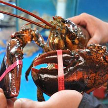 批发生冻波士顿龙虾活鲜冷冻熟冻波龙钳大钳子酒店自助餐烧烤食材