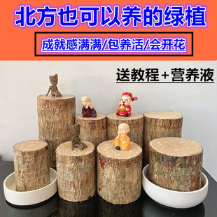����ľˮ������Gֲ���B���˾Gֲ���_����ɫ���B�����\ľ����ѿ
