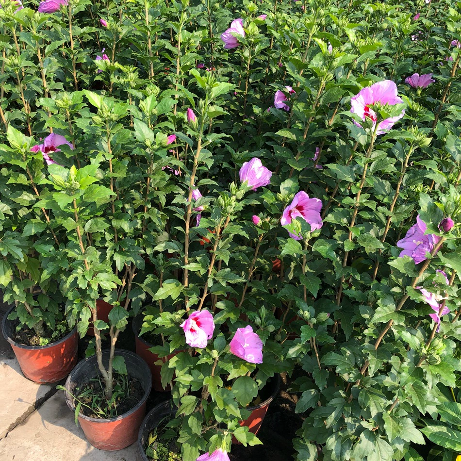 Hibiscus syriacus горшечные цветы капок Плетеные цветущие и падающие цветы в сумерках Чэнду озеленение Цветочная граница растения небольшие кустарники