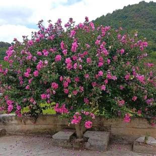 һ�����l����ľ�Ȼ������԰����ǻ���ͥԺ�G�������L���Ϙ�����