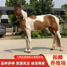 �T���RʲôƷ�N�������R,�����R,�ɹ��R,�^�p�R,���ξ��^���R