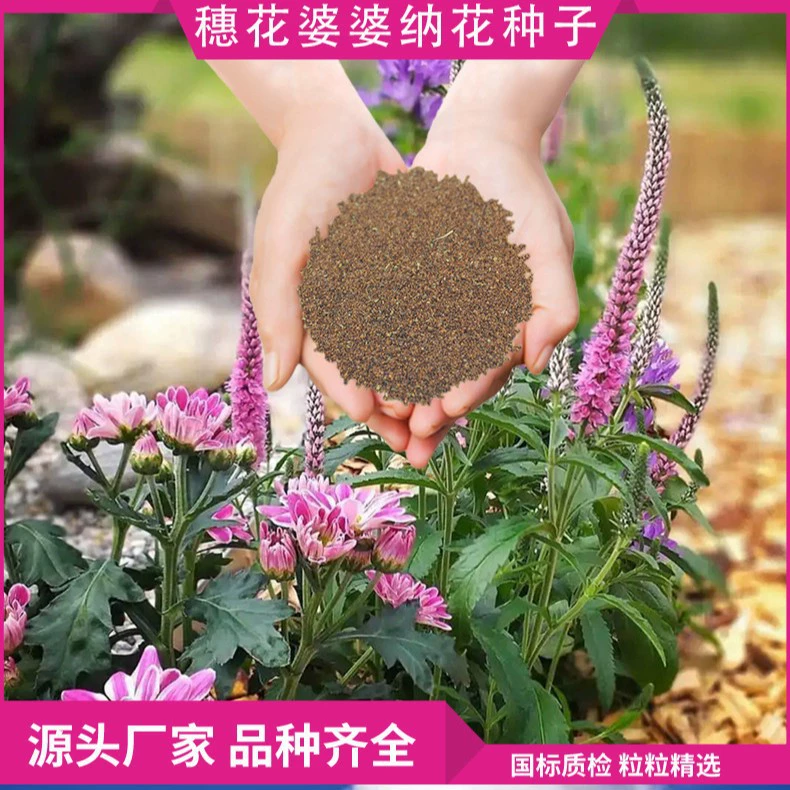 Семена ушей свекрови подходят для всех сезонов, цветочного моря, клумбы, цветочной шиповки, семян цветов в горшках на открытом воздухе, легко выращивать на открытом воздухе в любое время года.