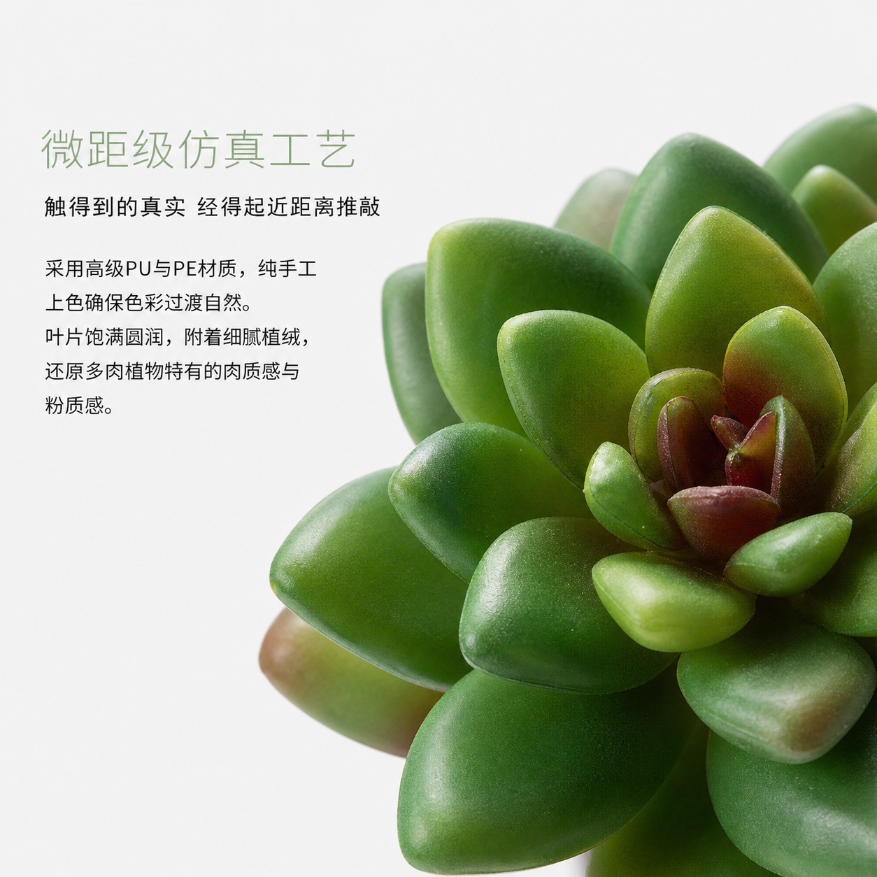 6101多肉详情页 (4).jpg
