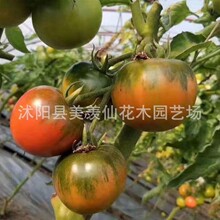 水果草莓番茄种子超甜番茄苗铁皮柿子种籽阳台东北春秋冬四季