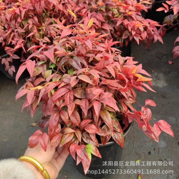 南天竹苗工程绿化苗木火焰南天竹苗红天竺树苗火焰南天竺庭院耐寒