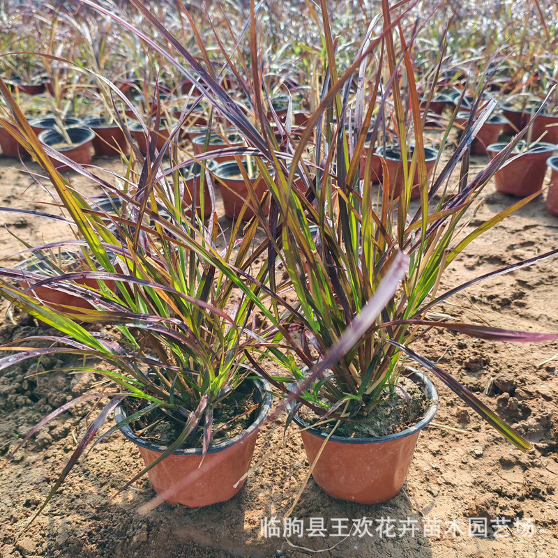 紫叶狼尾草观赏草地栽盆栽  紫叶狼草园林生态绿化草绿化湿地草地
