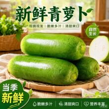 潍坊萝卜水果萝卜甜脆水果型潍县沙窝青萝卜10斤新鲜天津生吃正宗