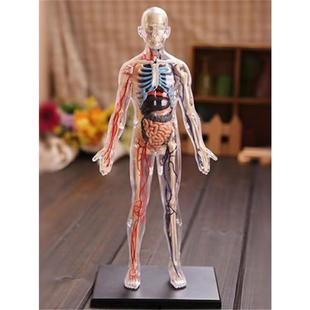 Junior high school biology human body structure skeleton frame model organ dirty anatomy 3d medical detachable assembly children play