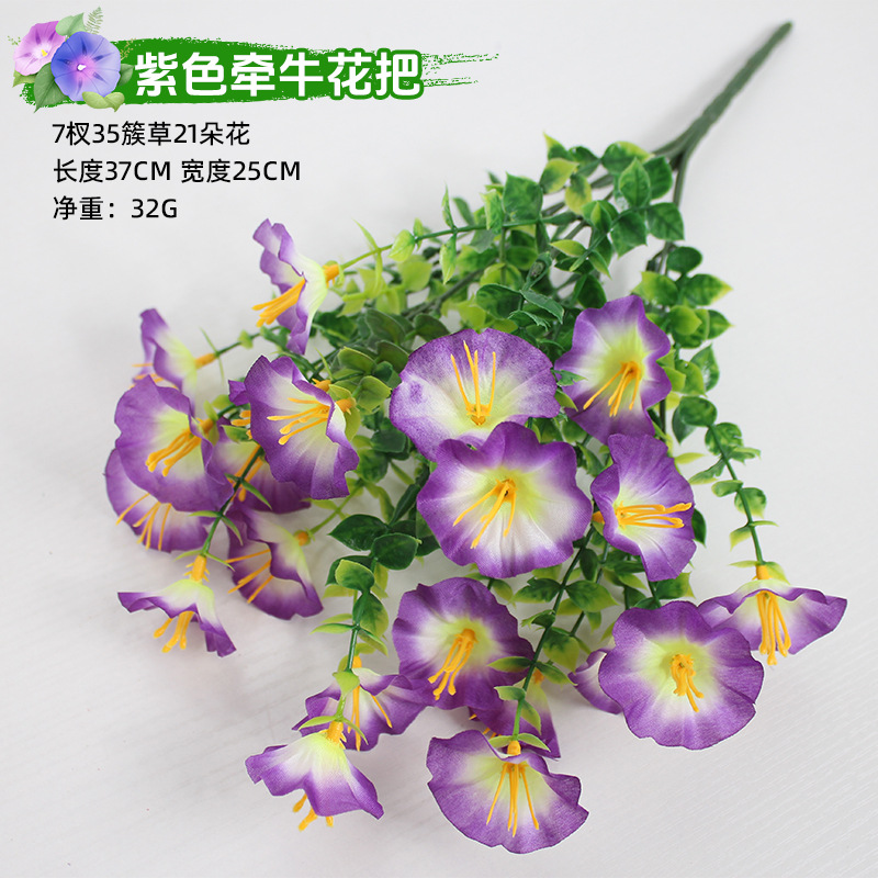 Paquete de campanillas de la mañana moradas.