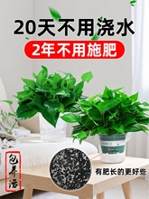 �Ԅ��a����ˮ�G�}�����҃�ֲ�ﻨ���L�ٴ��~�G�jˮ��Gֲ�·��G�_