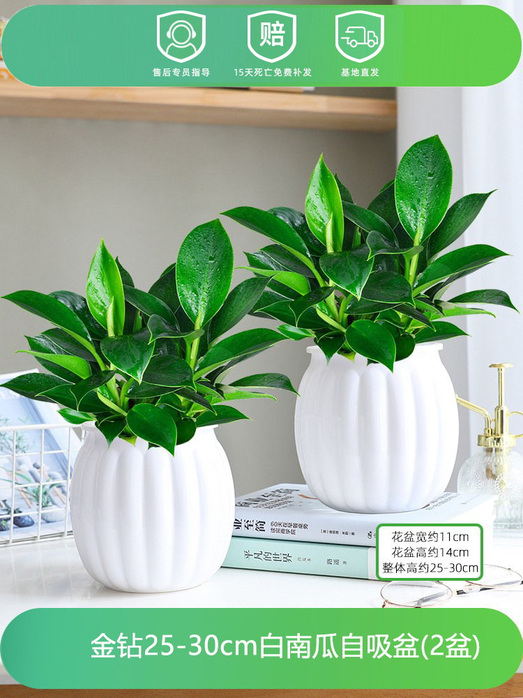 [특가 화분 2개] 25-30CM+흰호박+양액