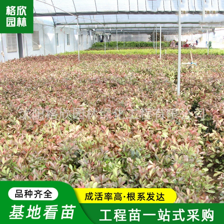 Оптовый шарик из красного вереска в течение четырех сезонов, легко пережить проект по озеленению рассады цвета