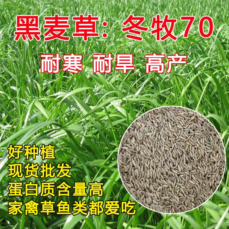 Зимний скот 70 семян ржаной травы порезы в четыре сезона