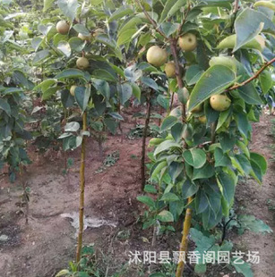 �O���������ϱ���ͥԺ���ԷNֲ�ش����������Լ޽��箔��Y��