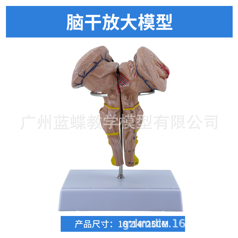 ��ģ���Թ�������ɫ��ģ�� ������Խ���ģ�� ���Զ�����������