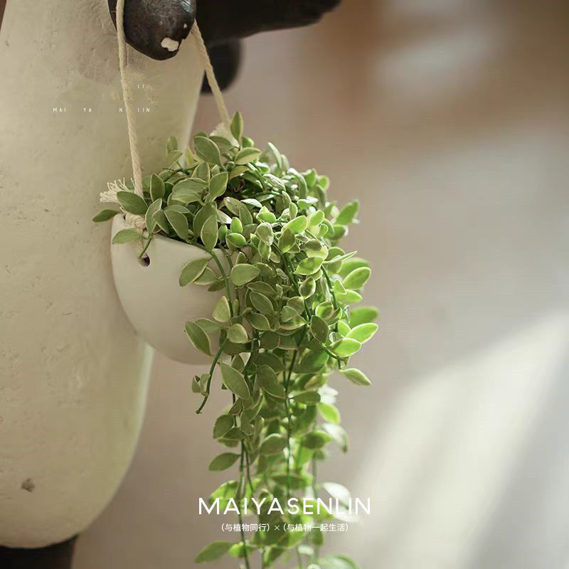 Flower Leaf Jade Hanging Orchid Plant Balcony Potted Long Vine Indoor Air Purification Office Green Plant