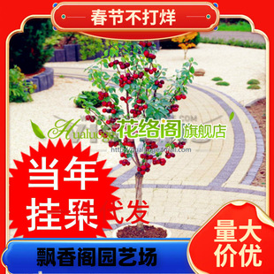 �t�������� ��Ʒ�N�t���u�Ĭ�觼t�������Ʒ�N����B��ɽ���