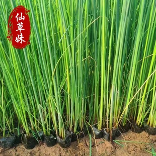 �N��ˮ�[Ұ����о�ݝ�� ˮ���ֲ��ϯ����횲�����