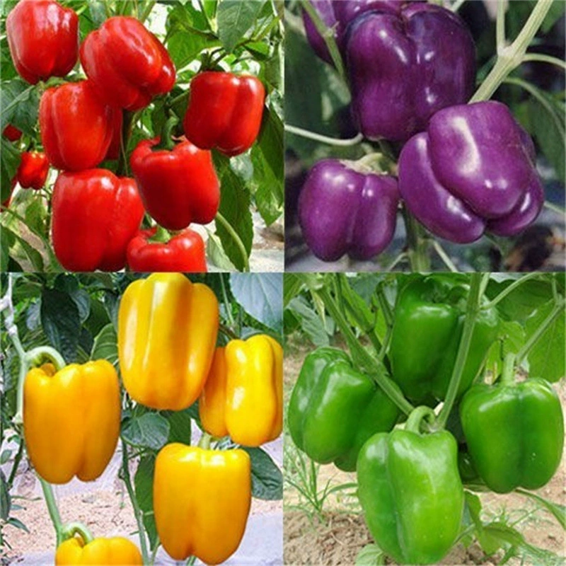 [Сельский дом Four Seasons Color Pepper Seeds] Крытый балкон Цвет Семена перца в горшке Красочные Семена цветов перца